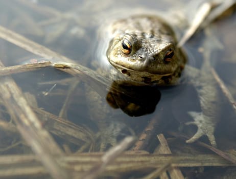 Toad