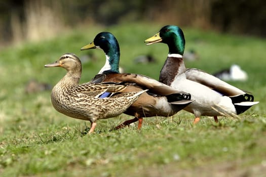 Threesome relationship