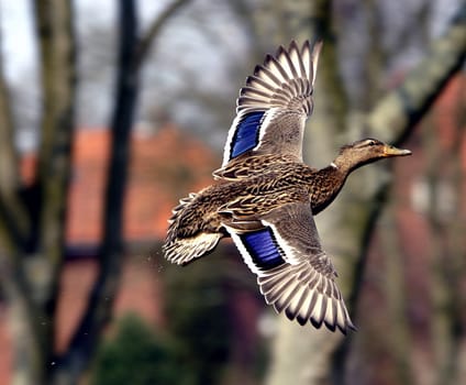 Duck in flight
