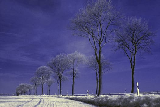 Created in April 2005 near Euskirchen. Nikon D70,Sigma 28/1.8 with infrared filter. Post-processed via color channel swap,the image would normally be red.