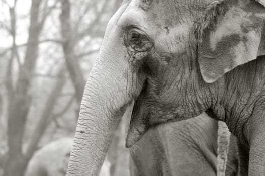 Elephant
