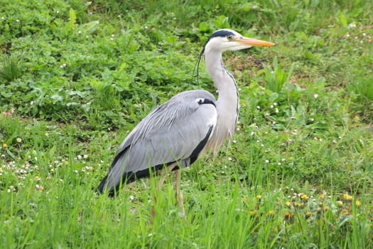 Grey heron