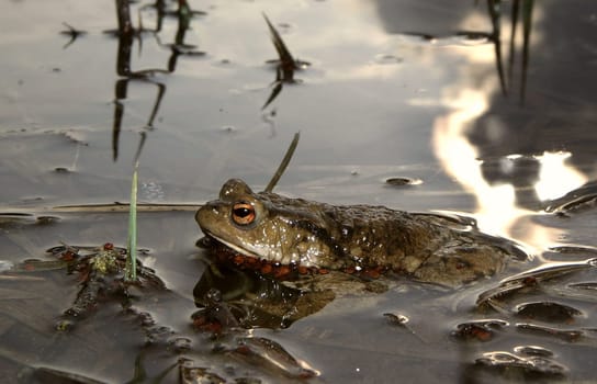 Toad