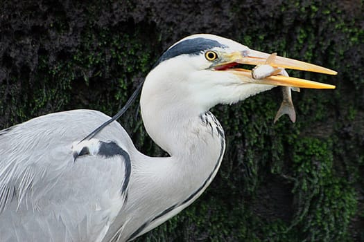 Grey heron