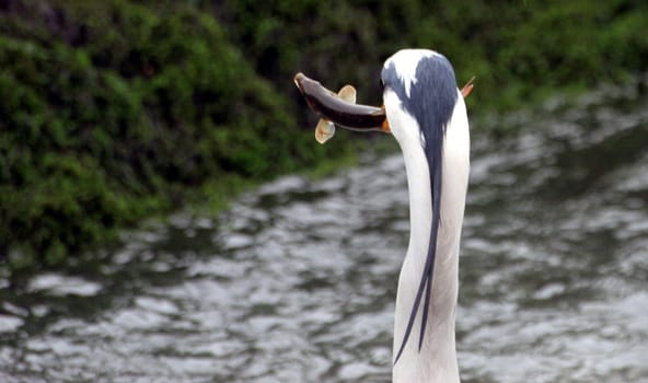 Fish caught