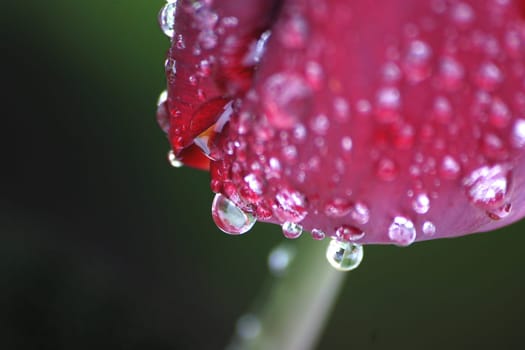 Waterdrop