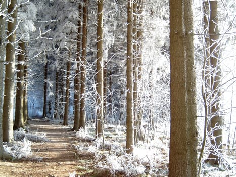 Hoarfrost in the Harz Forest