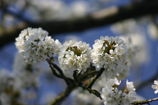 Why do white flowers always appear blurry?