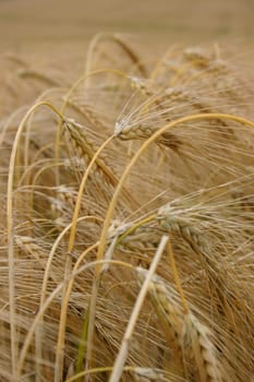 Ears of corn in the wind