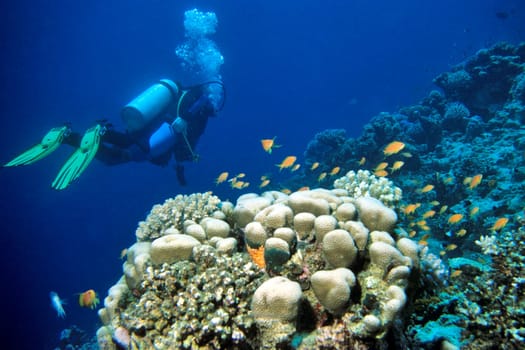 float on the reef