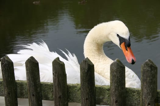 Mute swan