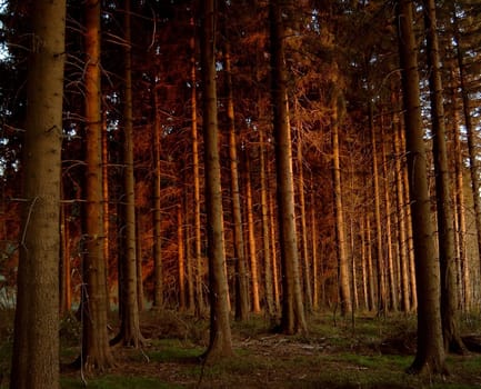 Sunset at the edge of the forest