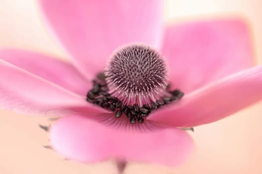 Flower macro
