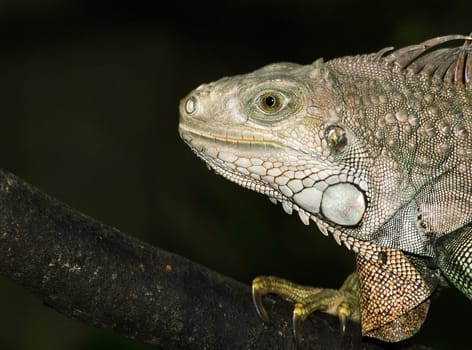 Since it was very dark,I had to shoot with flash. Focal length240mm,aperture f8,Bel.1/125