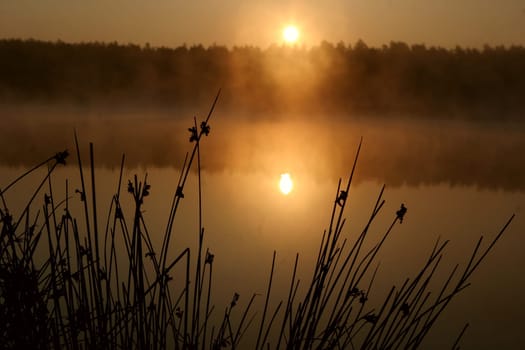 Lenses through rushes