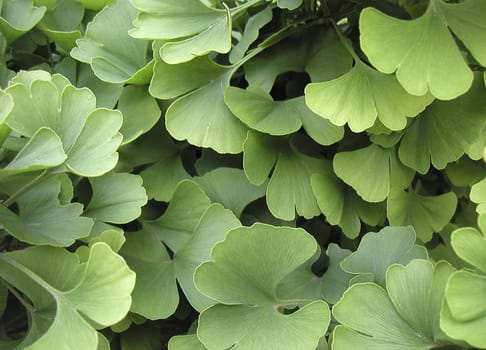 Ginkgo