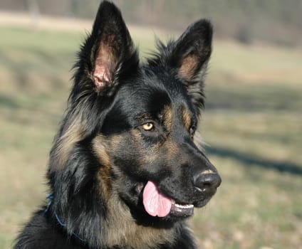dog without hot