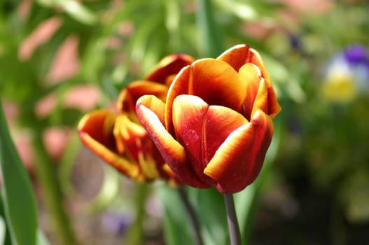 russet