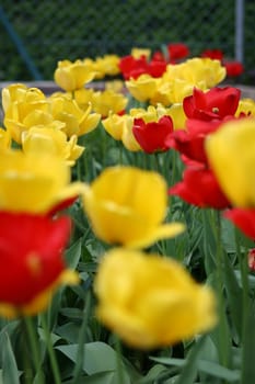 Tulips in the garden