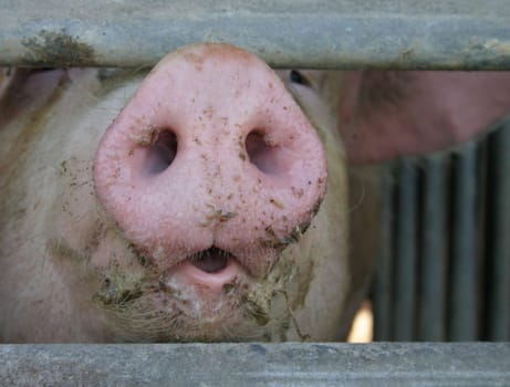 Pig's snout