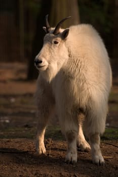Snow goat
