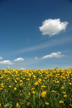 Dandelion meadow