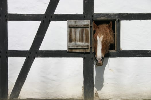 Curious horse