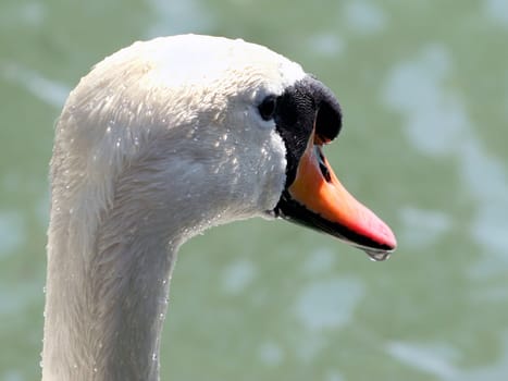 my dear swan
