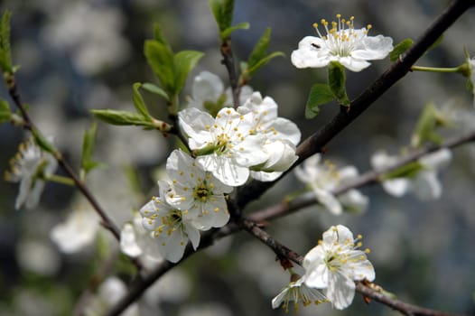 In full bloom