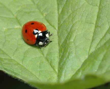 Taken in the garden in May 2005. Nikon D70,Vivitar 100/3.5 macro.