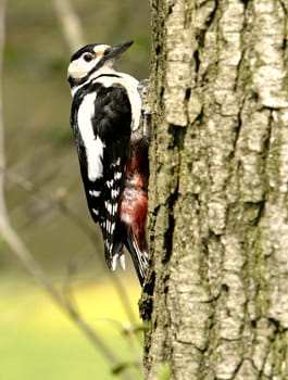 Great spotted woodpecker female