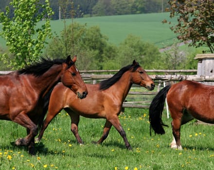 when our little herd comes into the race,deliberately chosen this picture section