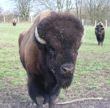 Bison
