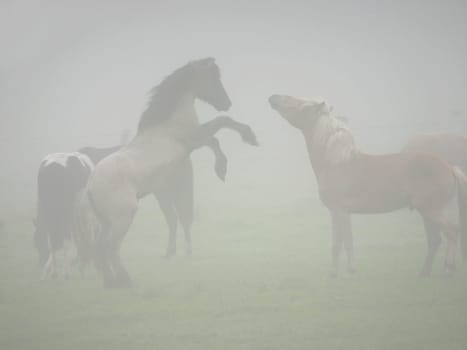Rivals in the morning mist