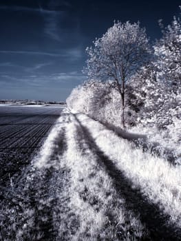 Created in May 2005 near Euskirchen. Converted Jenoptik digital camera without infrared cut filter. Post-processing via channel exchange.