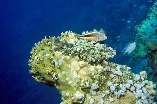 Coral Guardian