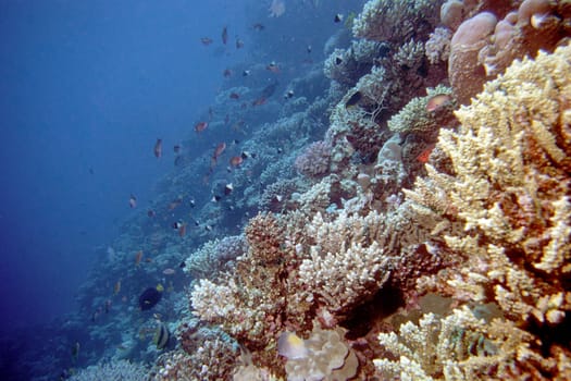 Red Sea near El Quseir/Egypt. Nikon F50 in Sealux body,Subtronic SF 3000 flash,Kodak Elite Extra Colour.