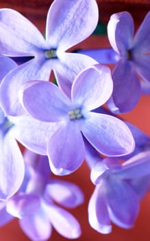 Lilac flowers
