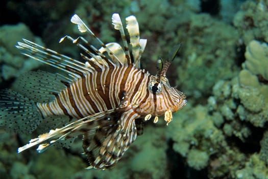 Lionfish