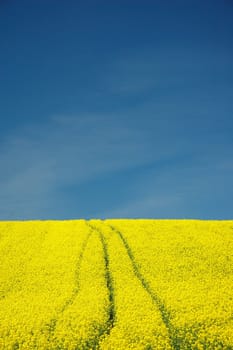 blue-yellow