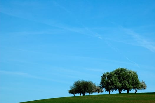 Grove of trees