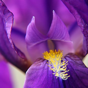 IRIS