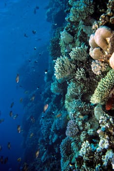 Steep wall in the Red Sea