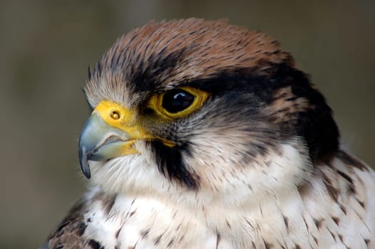 Bird of prey