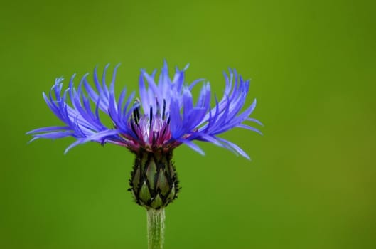 Taken in the garden on Thursday. Focal length 270 mm,aperture f5.6 Bel. 1/200 sec.