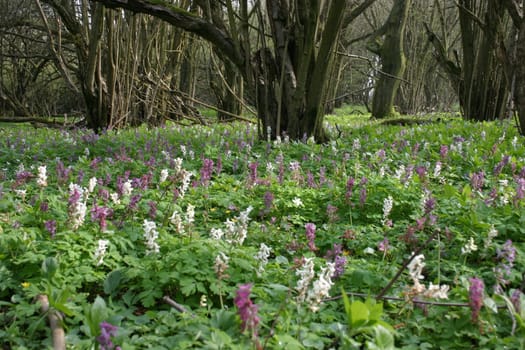 Carpet of flowers