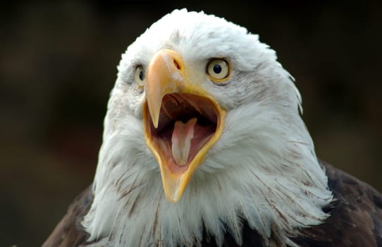Bald eagle