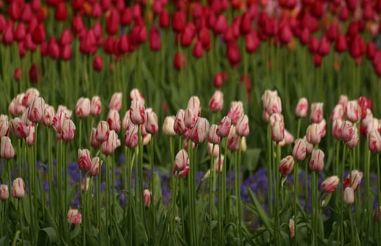 Kunterbunt 1...