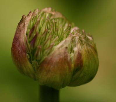 Birth of a flower...