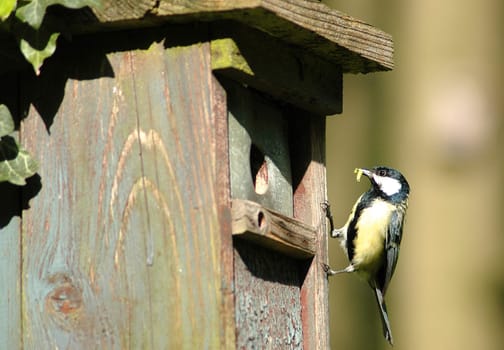 Taken yesterday in the Düsseldorf city forest. Focal length 270mm,aperture f5,Bel.1/640 sec.